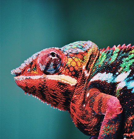 Safaris vibrant amazon