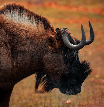 Safaris wilderbeests of savanna